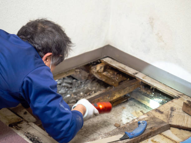 Professional Mold Removal in Clintonville, WI