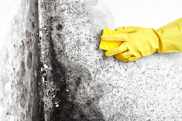 Best Mold Removal Specialists  in Clintonville, WI