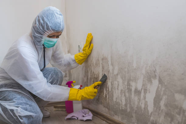 Mold Removal Process in Clintonville, WI