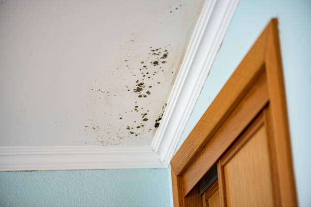 Best Best Mold Removal Companies  in Clintonville, WI