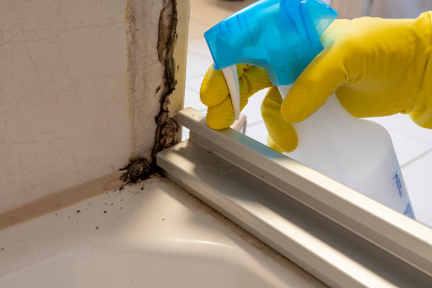 Best Black Mold Removal  in Clintonville, WI
