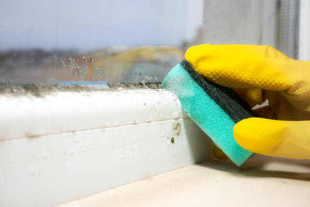 Best Local Mold Removal Service  in Clintonville, WI