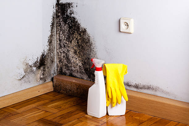 Best Affordable Mold Removal  in Clintonville, WI
