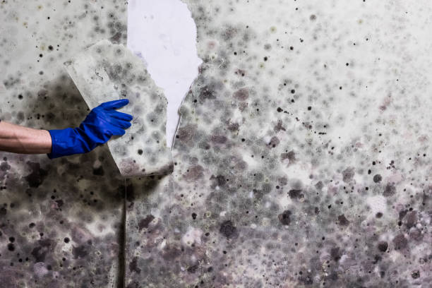 Best Office Mold Removal Services  in Clintonville, WI